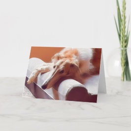 Det där Borzoi-ansiktet Meddelande