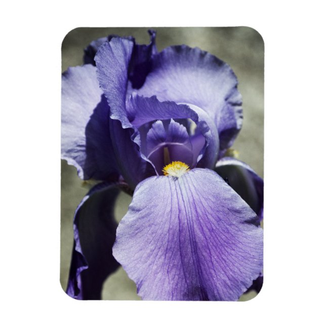 Det finns en skönhetspremie-Magnet Magnet (Vertikal)