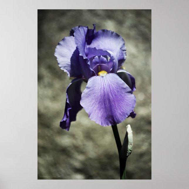 Det finns en utskrift av skönhet poster (Framsidan)