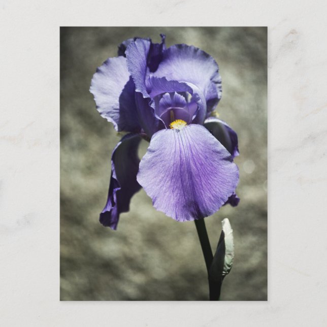 Det finns ett skönhetskort vykort (Framsida)