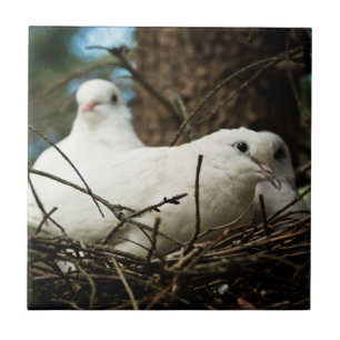 Det finns i ett Träd keramiskt foto-plattor Kakelplatta