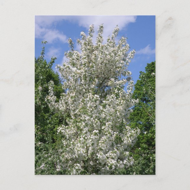 Det gamla äpplet Träd Vykort (Framsida)