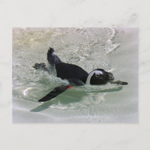 Det går inte att hämta Mad på en Penguin-Tittar! v Vykort