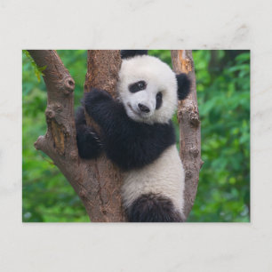 Det goda Panda Bear på Träd Vykort