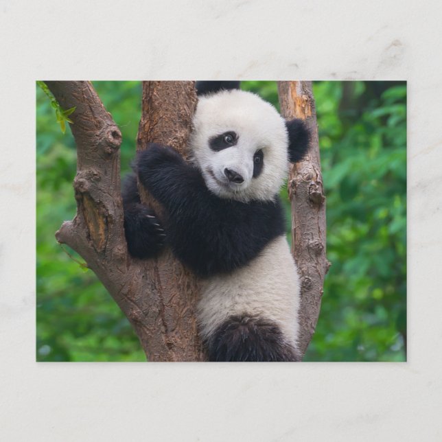 Det goda Panda Bear på Träd Vykort (Framsida)