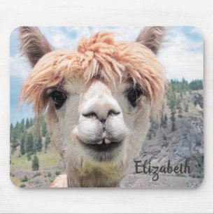 Det gulliga le Alpacafotoet avbildar Musmatta
