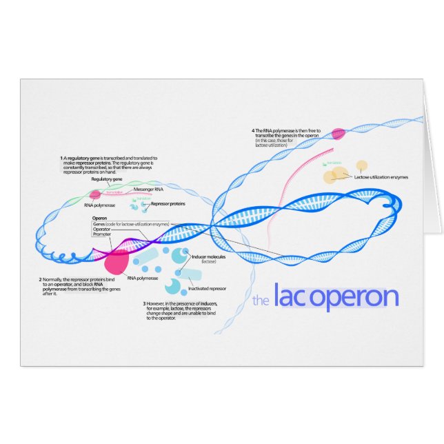 Det gummilackaOperon diagrammet Hälsningskort (Framsidan Horizontal)