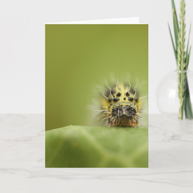 det hungriga catapillar kort (Framsida)