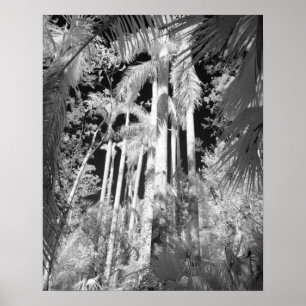 Det inhemska Royalet Handflatan i Fakahatchee Stra Poster
