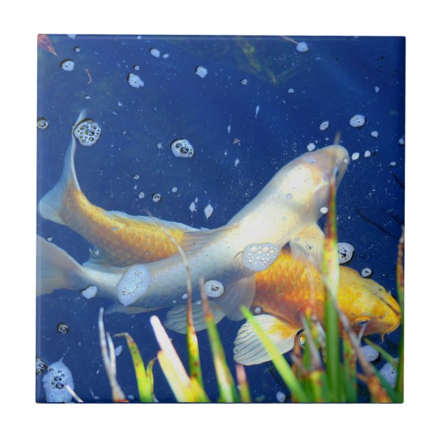 det japanska koidamm belägger med tegel kakelplatta (Framsidan)