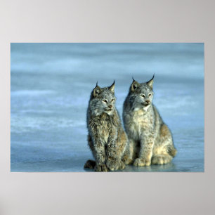 Det Kanada lodjuret, vinter, parar vid isig Poster