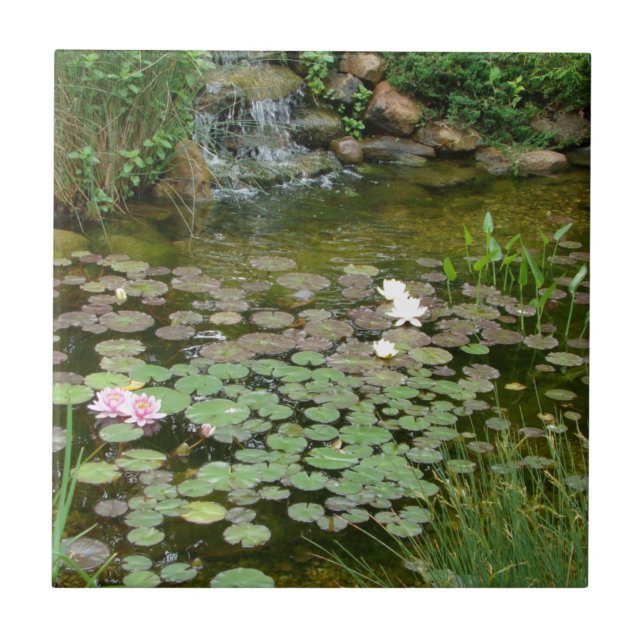 Det Koi damm belägger med tegel Kakelplatta (Framsidan)
