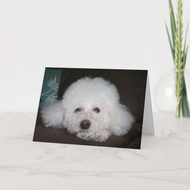 Det kommer att ordna sig Hundkort Kort (Framsida)