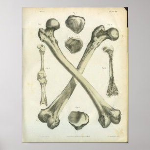 Det korsade lårbenet benar ur anatomikonst poster