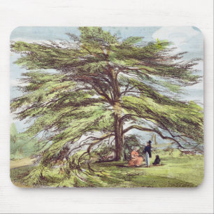 Det Libanon cederträträd i arboretumen, Kew Gard Musmatta