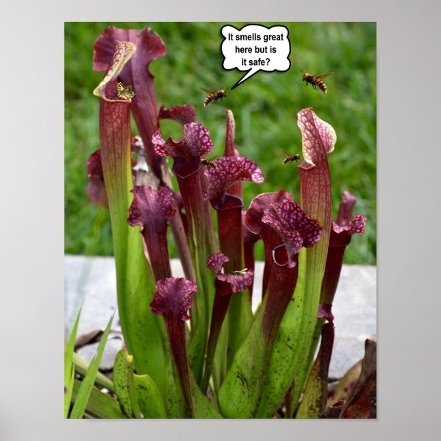 Det luktar bra här men är det säkert. poster (Framsidan)