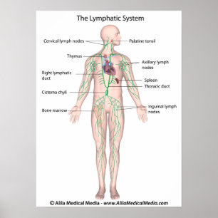Det lymfatiska systemet Poster