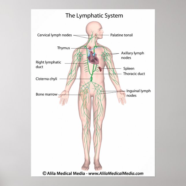 Det lymfatiska systemet Poster (Framsidan)