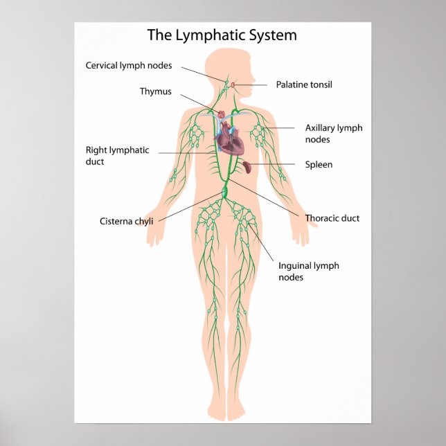 Det lymfatiska systemet Poster (Framsidan)