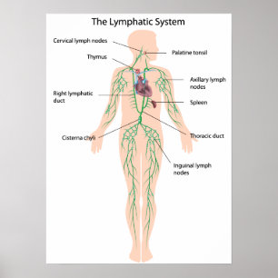 Det lymphatic systemet som märks affisch