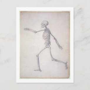 Det mänskliga skelettet, lateral vy, från serien vykort