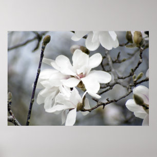Det måste vara Vår, Tulip Träd i Bloom Poster