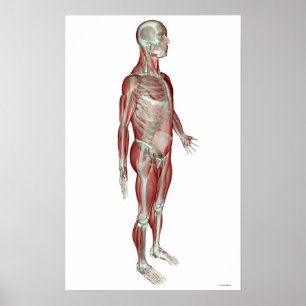 Det Musculoskeletal systemet 3 Poster