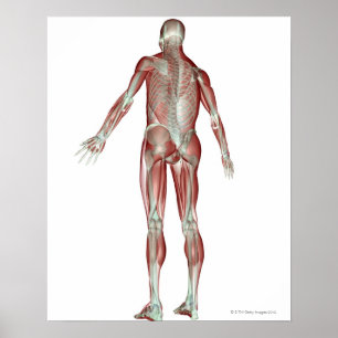 Det Musculoskeletal systemet 5 Poster