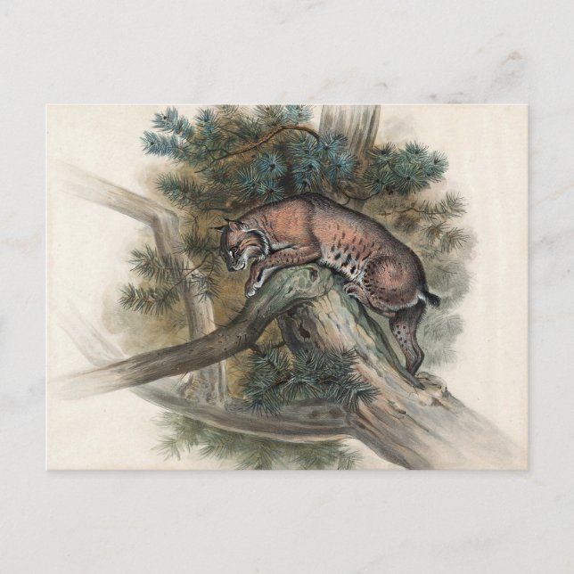 Det norska Lynx av Joseph Varg Vykort (Framsida)