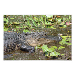 Det Okefenokee träsk parkerar alligatorfototrycke Fototryck
