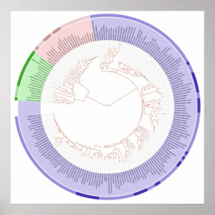 Det Phylogenetic livets trädcirkuläret kartlägg Poster