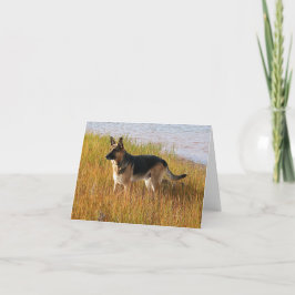 Det rena födde upp tyska herdefotoet noterar på kort