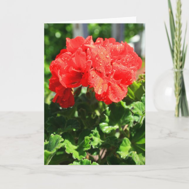 Det röda kortet för pelargonblommahälsningen, kort (Framsida)