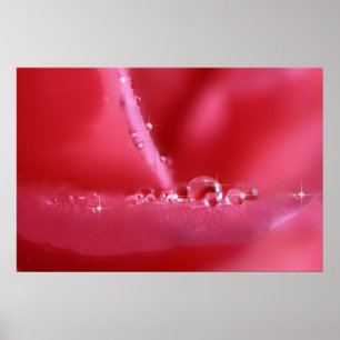 Det rosa körsbäret steg poster