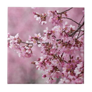 Det Sakura körsbäret blomstrar pastellfärgade rosa Kakelplatta