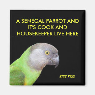 Det Senegal papegojahusdjuret Magnet