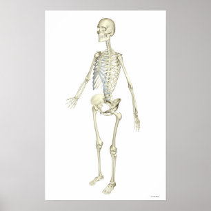Det Skeletal systemet Poster