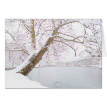 det snö täckte träd omfamnar damm