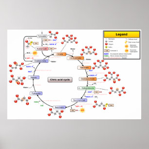 Det specificerade diagrammet av citronsyran cyklar poster