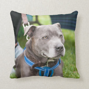 Det Staffie kast dämpar Kudde