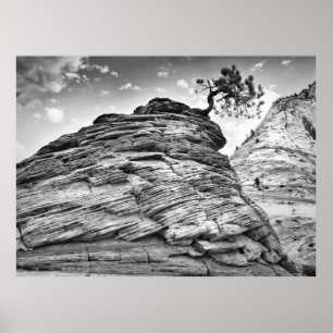 Det svartvita Zion Bonsaiträd landskap fotoet Poster