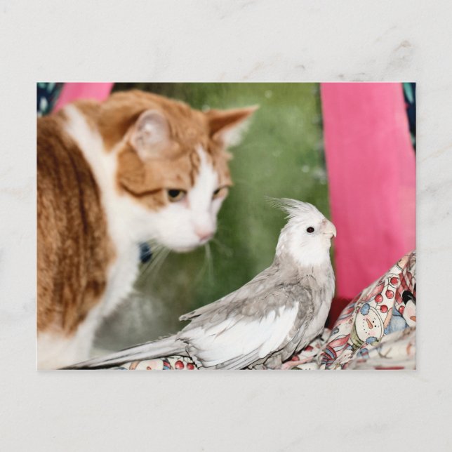 Det udda paret vykort (Framsida)