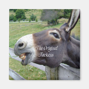 Det ursprungliga Jackass Funny Donkey Mule Farm An Magnet