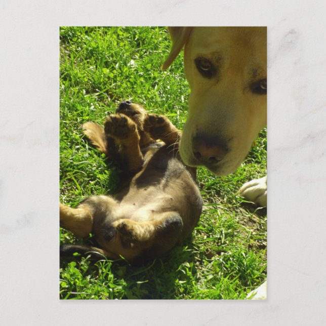 Det var inte jag vykort (Framsida)