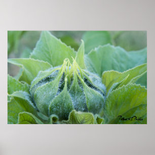Det våta solrosknoppslutet fotograferar upp poster