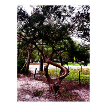 Det vridna trädet 1123