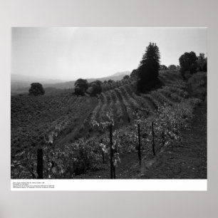 Detail, Draper Vineyards nära St. Helena, 1966 Poster