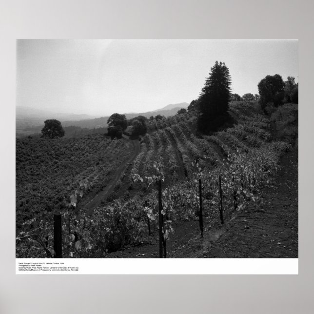 Detail, Draper Vineyards nära St. Helena, 1966 Poster (Framsidan)