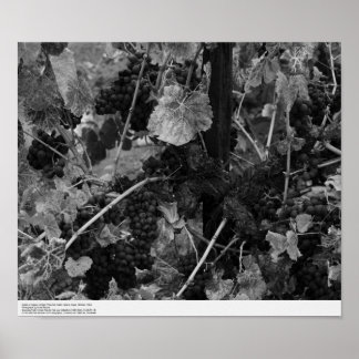 Detail of Grapes, Draper Vineyard, Napa, 1966 Poster