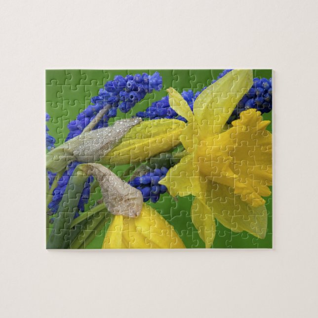 Detalj av påsklilja och hyacintblommor. Kredit Pussel (Horisontell)